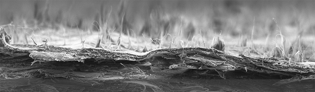 mycelium microscope image
